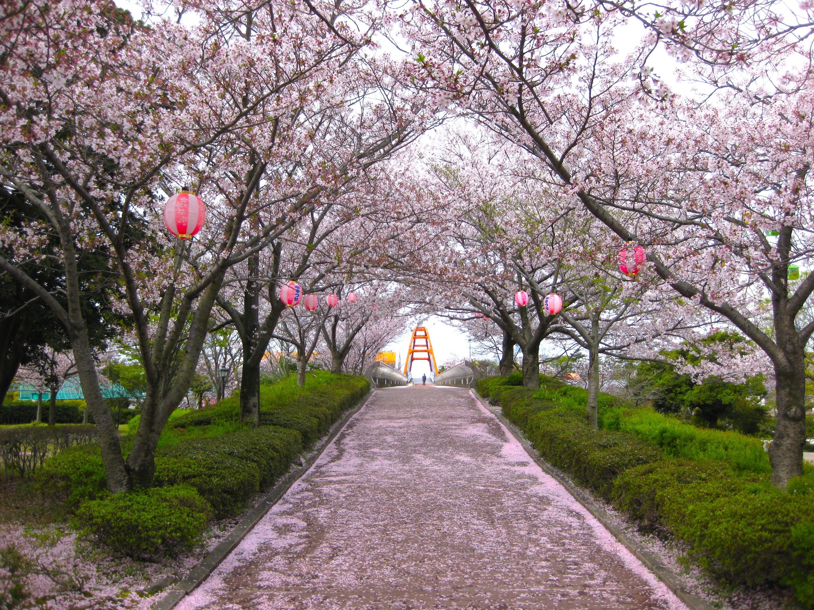 明石公園桜まつり2026協賛企業のご紹介 | 碧南市明石公園 【公式】